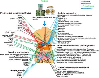 Adjuvant effects of Chinese medicinal tonics on gastric, liver, and colorectal cancers—OMICs-based contributions to understanding their mechanism of action